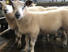 Upcoming Sheep Show & Sale on 12th August at Headford Mart