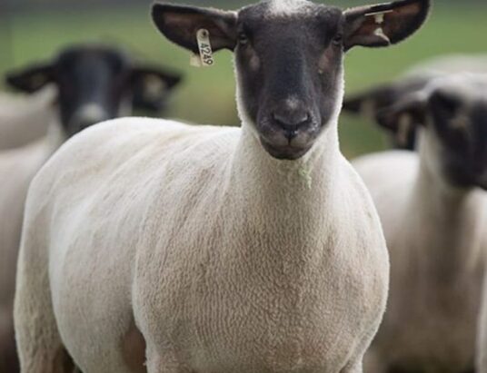 Waterford Ross Mart Announces Special Breeding Sheep Sale on 4th September