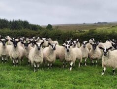 M&D McCullagh Corlecky's Top Quality Mule Ewe Lambs Set to Impress at Draperstown Mart