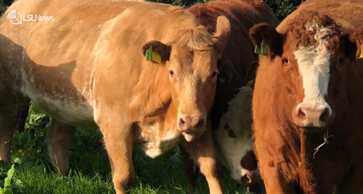 A Blossoming Opportunity: Annual Springing Heifer Sale – 6th October 2023 at Downpatrick Mart