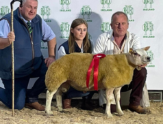 A Spectacle of Agriculture: Belgian Beltex Breeders Society Showcases at Ballinasloe Mart!
