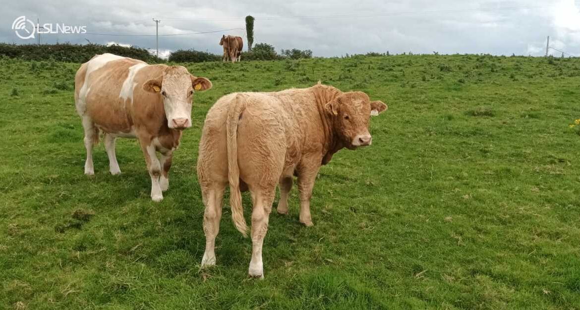 Ballymote Mart's Opening Weanling Sale on Friday, 8th September: Six Weanling Bulls Up for Grabs