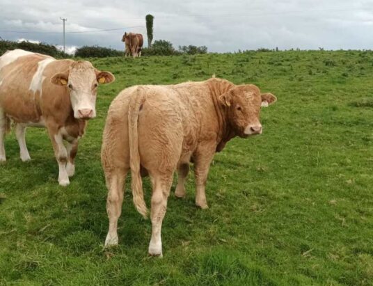 Ballymote Mart's Opening Weanling Sale on Friday, 8th September: Six Weanling Bulls Up for Grabs