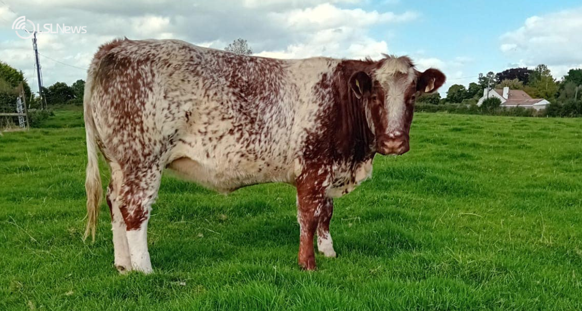 Carnew Mart Hosts the Annual Belgian Blue Show and Sale this Wednesday, 13th September