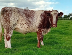 Carnew Mart Hosts the Annual Belgian Blue Show and Sale this Wednesday, 13th September