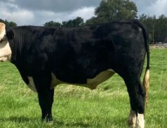 Charity Hereford Bullock Auction at GVM Tullamore on Thursday, 7th September: A Bid for Compassion