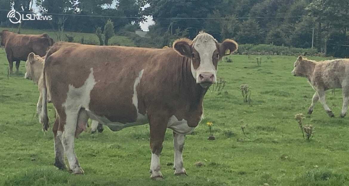 Clearance Sale of High-Quality Suckler Cows Set for Roscommon Mart on 12th September