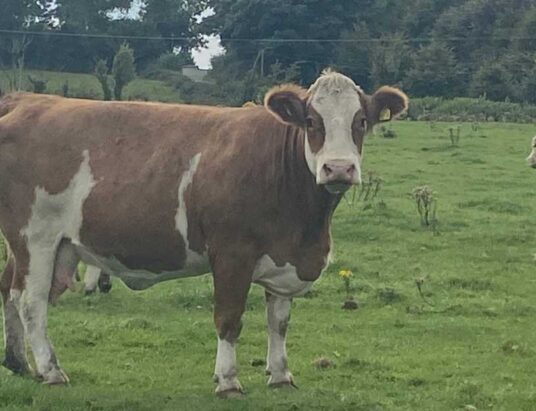 Clearance Sale of High-Quality Suckler Cows Set for Roscommon Mart on 12th September