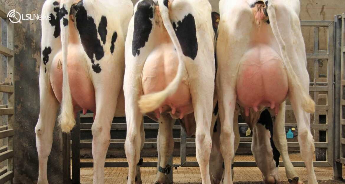 Dungannon Dairy Sales 2023: Taaffe Auctions Announces Key Dates