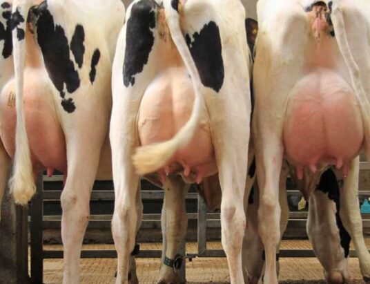 Dungannon Dairy Sales 2023: Taaffe Auctions Announces Key Dates