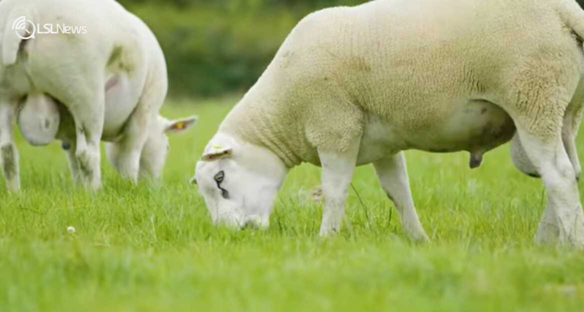 Irish Texel Sheep Society Announces Its 2nd Premier Show & Sale