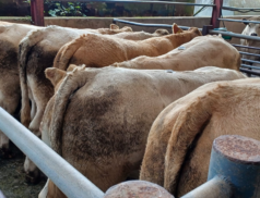 Special Bullock Sale Set for Saturday, 16th September, Alongside Regular Lots