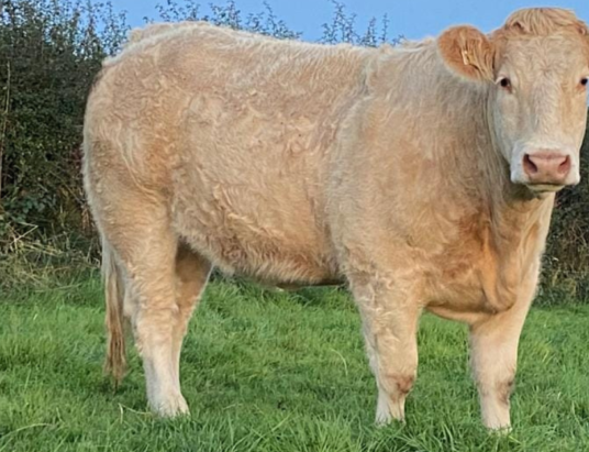 Super Charolais Heifers Take Centre Stage at Ballymote Mart's Special Thursday Sale