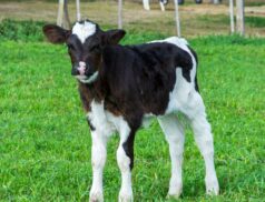 Upcoming Sales at Downpatrick Mart: A Flourishing Season for Livestock Traders