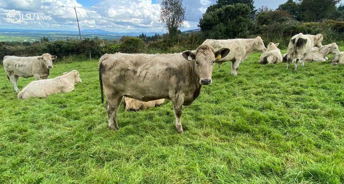 GVM Group Kilmallock Mart Showcases Exceptional Weanling Show & Sale on Tuesday Nights