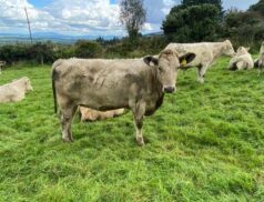 GVM Group Kilmallock Mart Showcases Exceptional Weanling Show & Sale on Tuesday Nights