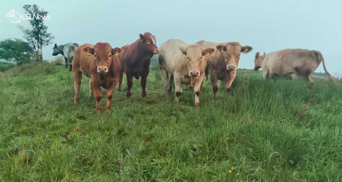 Weanling Bulls Set to Take Centre Stage at Ballymote Mart's Opening Autumn Sale