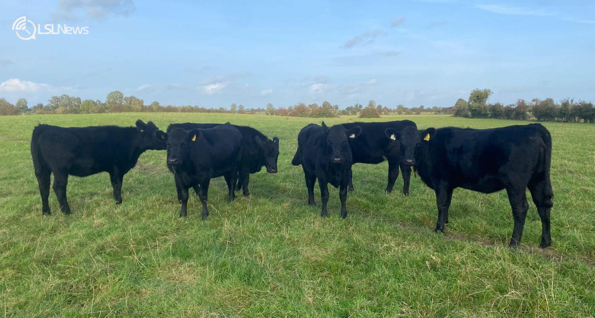 A Noteworthy Opportunity Awaits: Delvin Mart Presents a Unique Offering of Angus X Heifers this Friday, 6th October