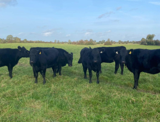 A Noteworthy Opportunity Awaits: Delvin Mart Presents a Unique Offering of Angus X Heifers this Friday, 6th October