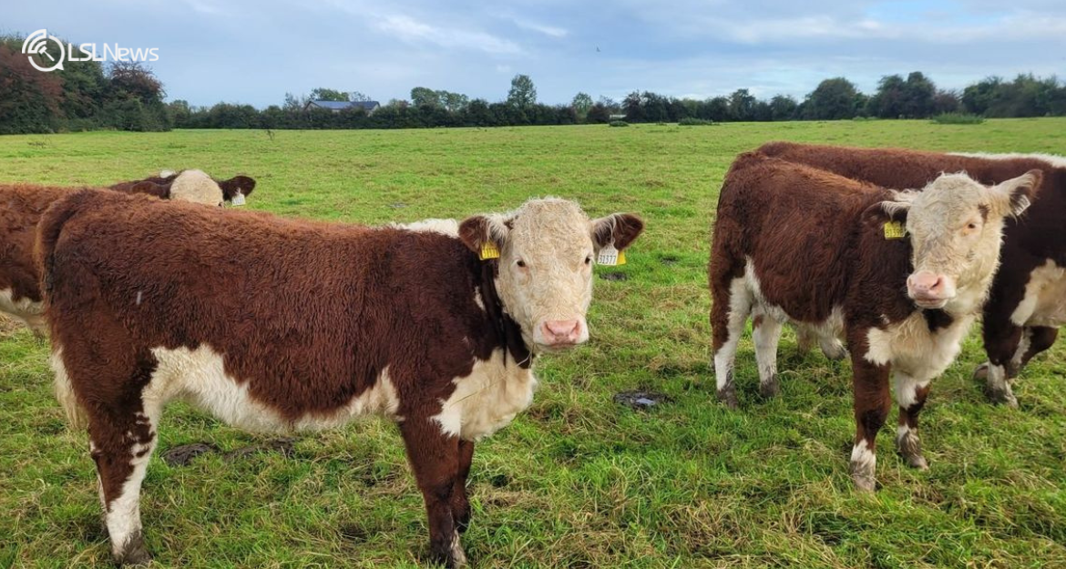 A Premier Dispersal Sale: Full Genuine Pedigree Herefords & Angus at Kilmallock Mart on Saturday, 21st October