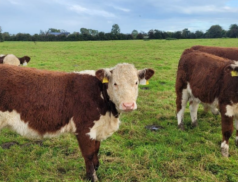 A Premier Dispersal Sale: Full Genuine Pedigree Herefords & Angus at Kilmallock Mart on Saturday, 21st October