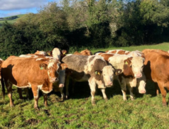 A Prime Selection of In-Calf Heifers Awaits You This Wednesday at Carnew Mart