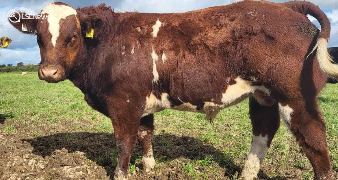 Champion Weanling Bull Calf Takes Centre Stage at Cootehill Mart this Friday, 6th October