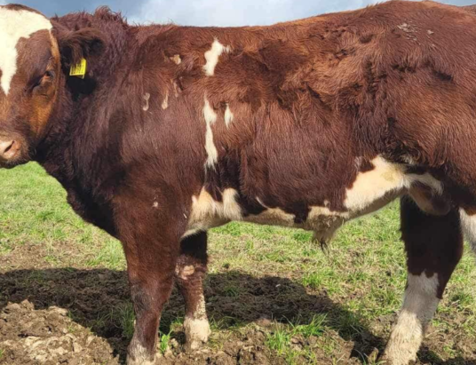 Champion Weanling Bull Calf Takes Centre Stage at Cootehill Mart this Friday, 6th October