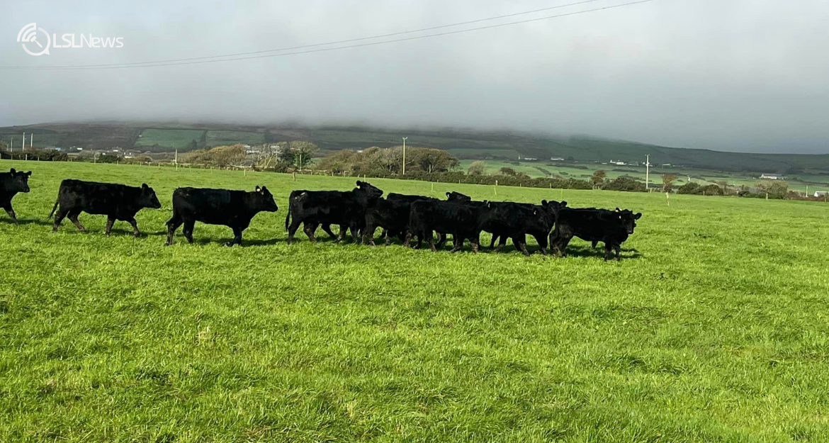 A Special Entry Not to Be Missed: PB Angus Heifers at Castleisland Mart