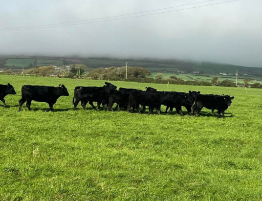 A Special Entry Not to Be Missed: PB Angus Heifers at Castleisland Mart