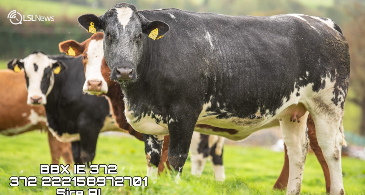 An Unparalleled Agricultural Event: Colin Callan's Exclusive Incalf Heifer Sale at Carnaross Mart