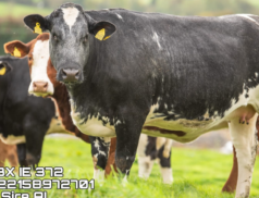 An Unparalleled Agricultural Event: Colin Callan's Exclusive Incalf Heifer Sale at Carnaross Mart