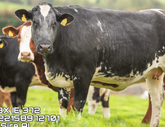 An Unparalleled Agricultural Event: Colin Callan's Exclusive Incalf Heifer Sale at Carnaross Mart