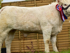 Elite Charolais Heifer