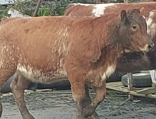 Carnew Mart's Cattle Sale A Saturday Not to Miss