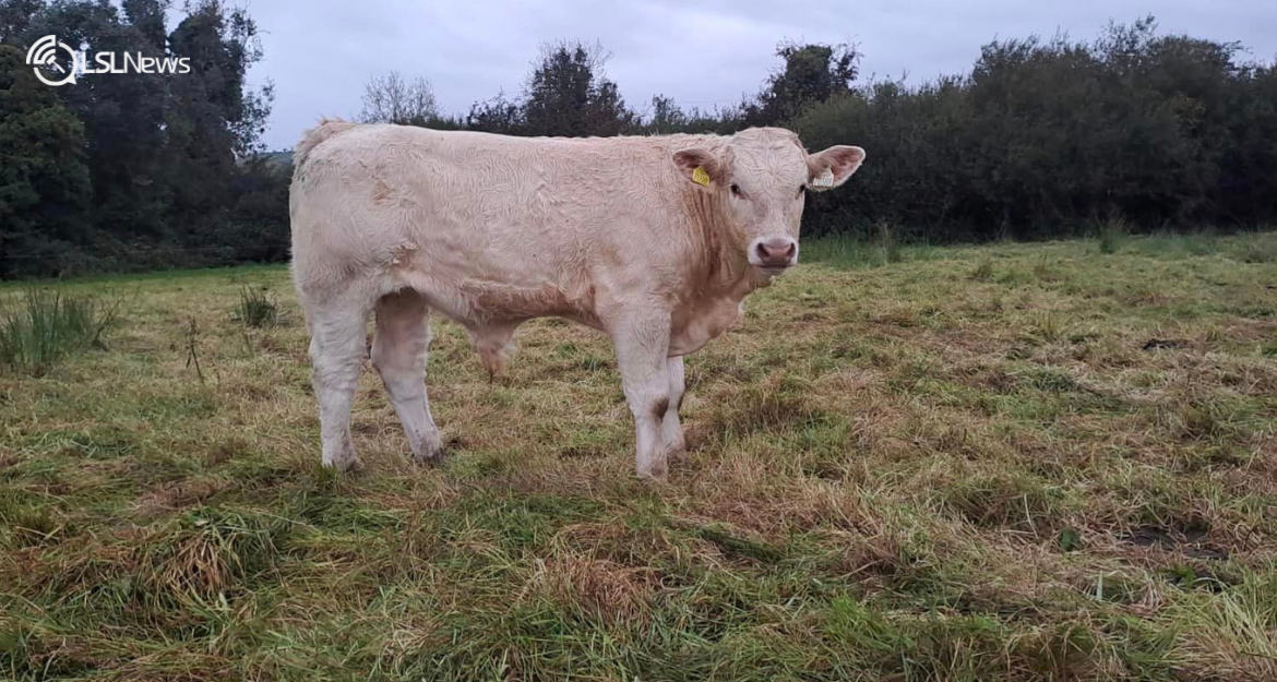 Champion Calves Take Centre Stage: A Riveting Evening of Agricultural Excellence Awaits at Cootehill Mart's Weanling Bull Show & Sale today, 6th October