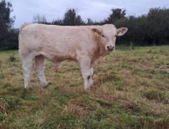 Champion Calves Take Centre Stage: A Riveting Evening of Agricultural Excellence Awaits at Cootehill Mart's Weanling Bull Show & Sale today, 6th October