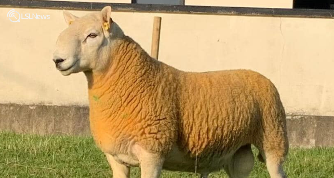 Cooley Sheep Breeders Host Exemplary Lamb & Ram Sale at Cootehill Livestock Mart on Thursday, 5th October