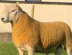 Cooley Sheep Breeders Host Exemplary Lamb & Ram Sale at Cootehill Livestock Mart on Thursday, 5th October