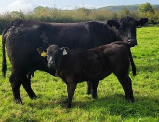 Irish Angus Excellence on Display: A Legacy Sale at GVM Kilmallock Unveils Premier Pedigree Stock on Saturday, 21st October