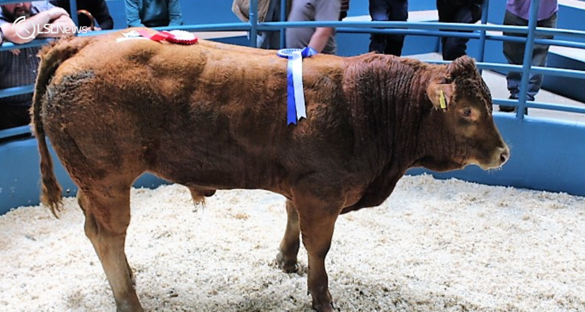 Kanturk Mart Welcomes You to the Spring Born Weanling Show & Sale on Tuesday, 10th October