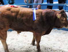 Kanturk Mart Welcomes You to the Spring Born Weanling Show & Sale on Tuesday, 10th October