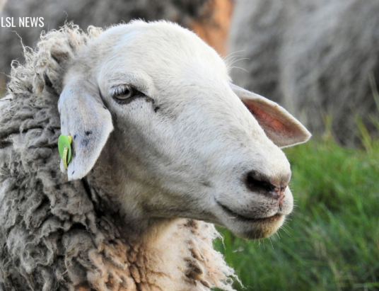 LSL Select Price Report – Sheep Mart – 02/11/2023