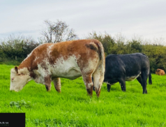 Rock Farm Incalf Heifers Showcase: A Premier Sale Event for 2023