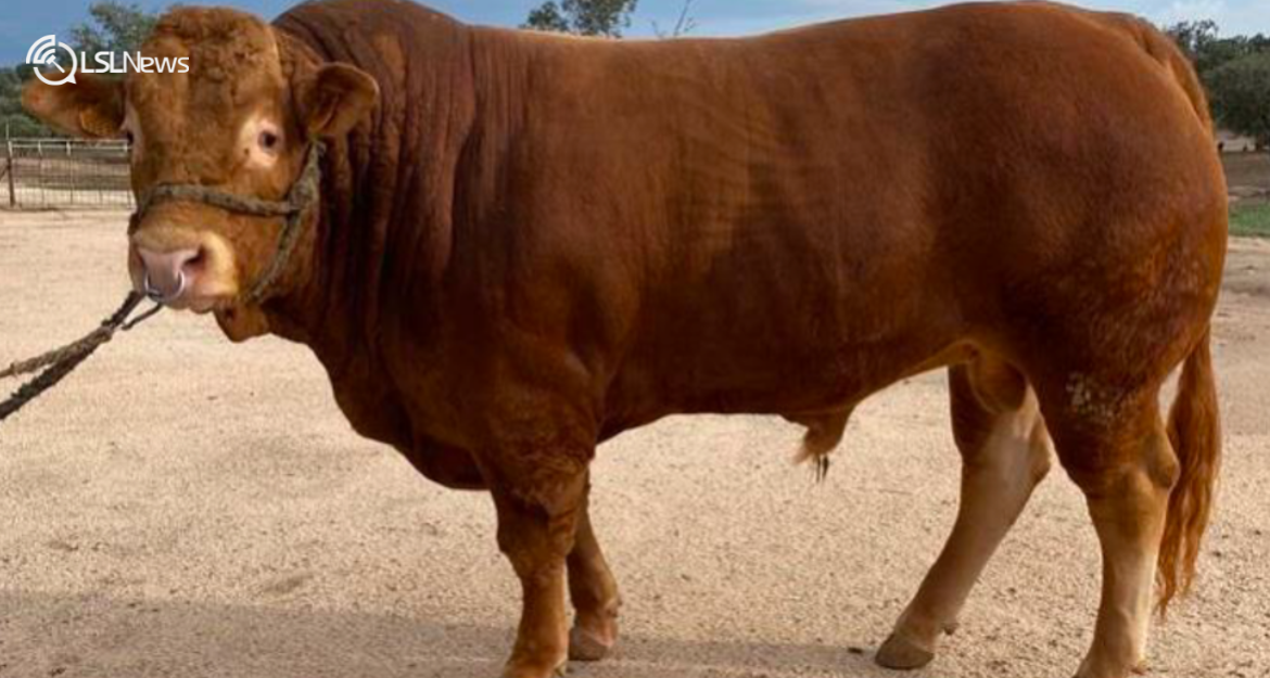 Spain SUBGAN Livestock Auction: A Confluence of Tradition and Modernity