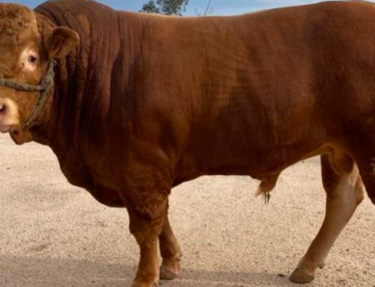Spain SUBGAN Livestock Auction: A Confluence of Tradition and Modernity
