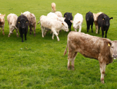 The Annual Christmas Fatstock Show & Sale: A Manorhamilton Mart Tradition