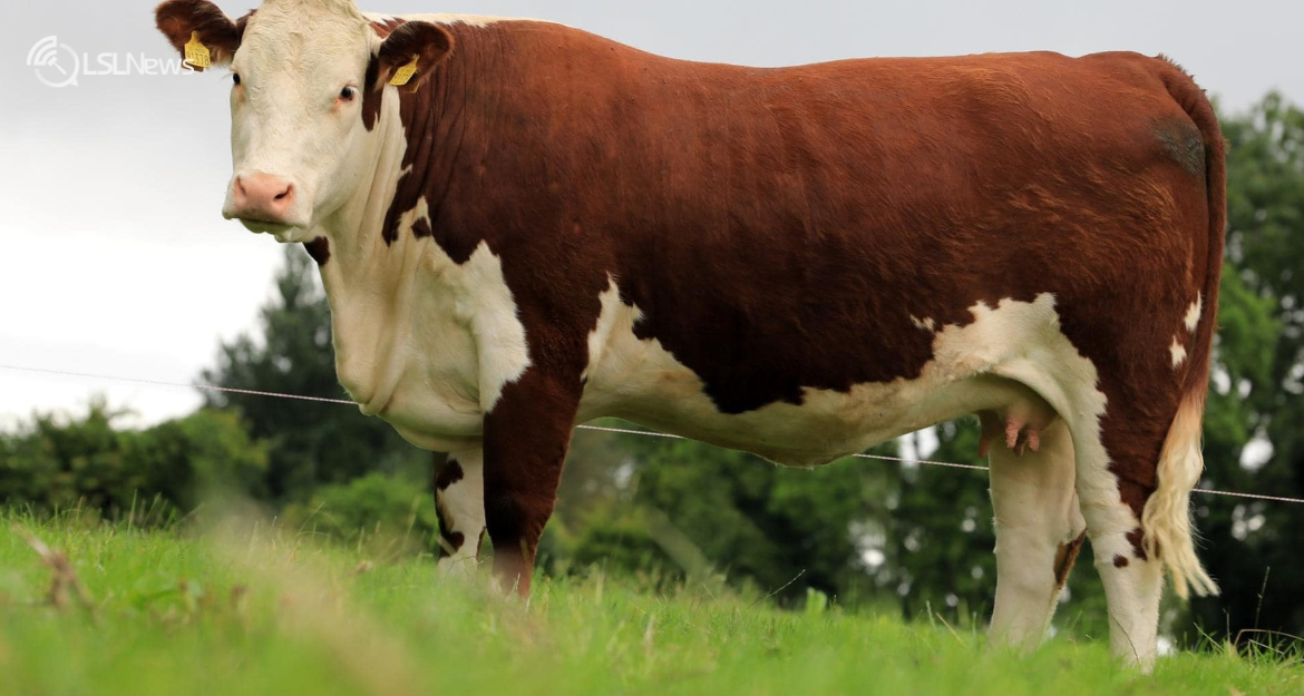 The Autumn Hereford Show & Sale 2023: A Premier Livestock Event at GVM Tullamore Mart on Saturday 14th October