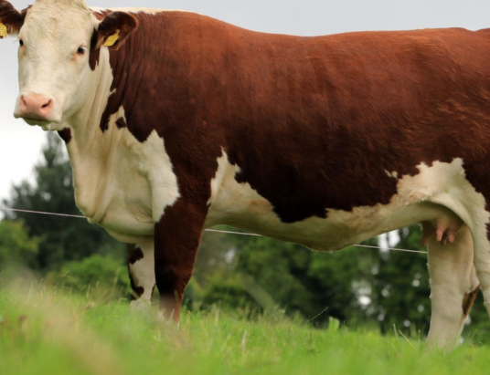 The Autumn Hereford Show & Sale 2023: A Premier Livestock Event at GVM Tullamore Mart on Saturday 14th October