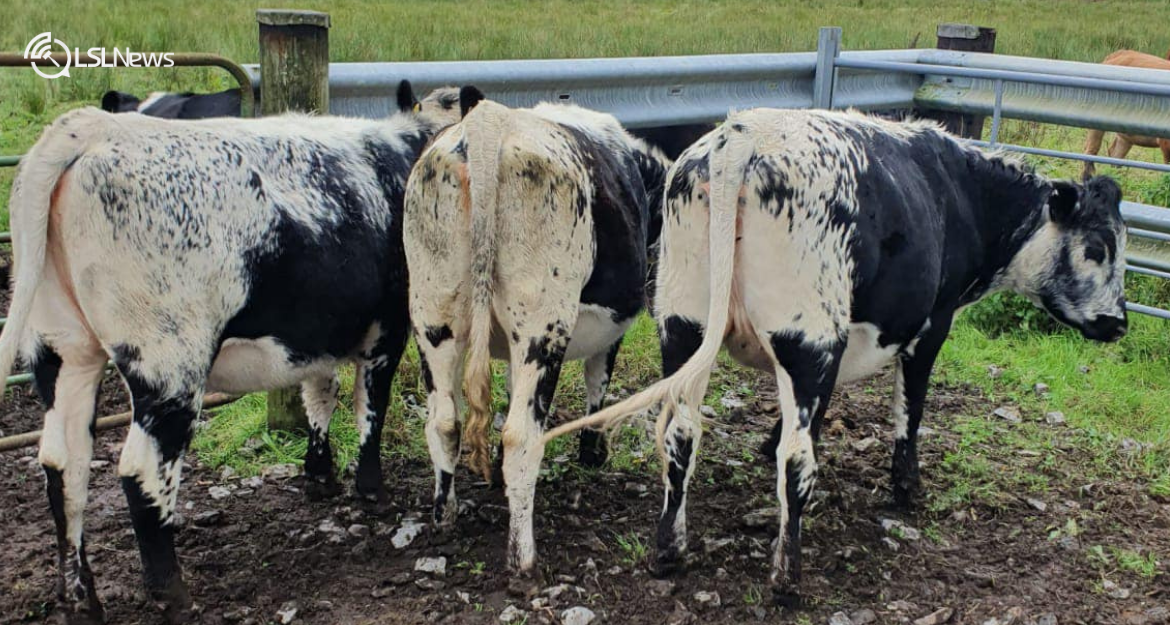 Delvin Mart's Exclusive Livestock Showcase: Prime Bulling Heifers on Offer This Thursday